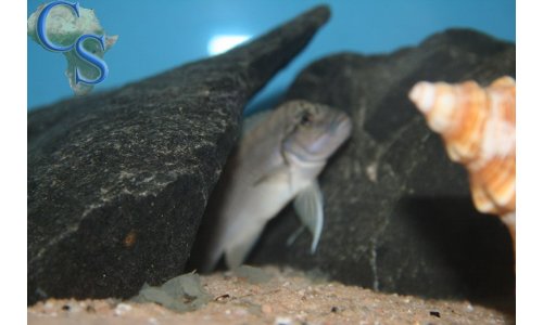 Telmatochromis burgeoni